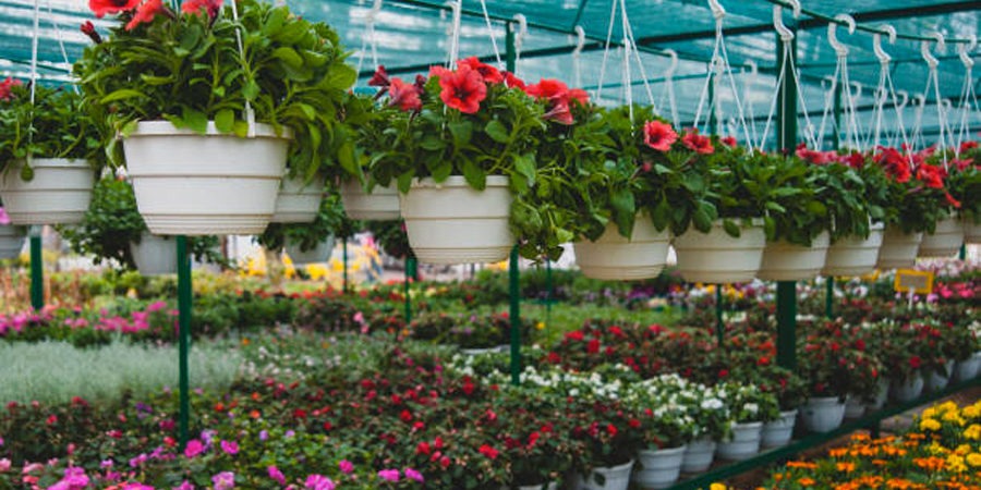 VivaioPianteeFioriFOTO