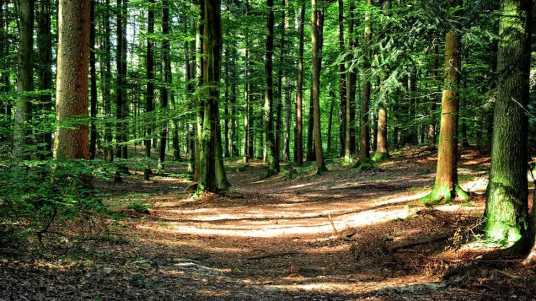 forest-972800_1280